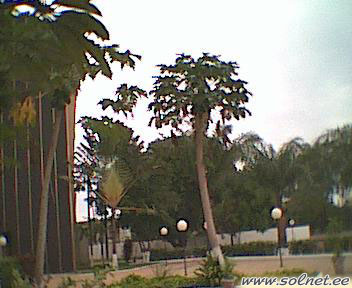 Дерево папайя