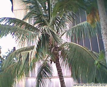 Кокосовая пальма