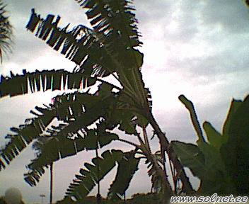 Банановое дерево