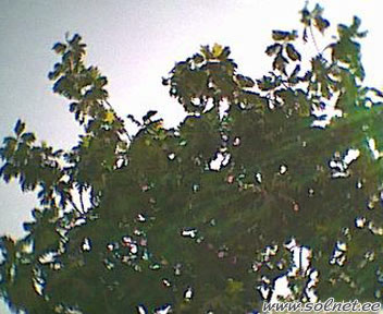 Хлебное дерево