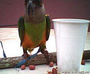 Местный попугай