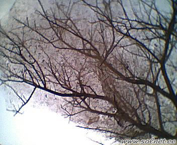 Апельсиновое дерево (в паутине)