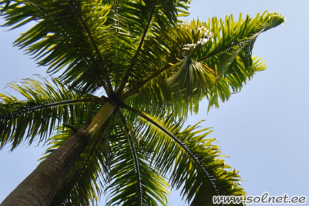 Прогулки по Сингапуру. Солнышко путешествует