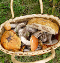 Грибы