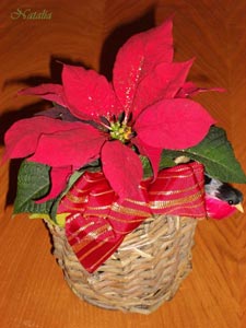 Joulutahti - рождественская звезда - символ Рождества.