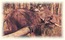 ��������� ����