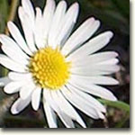 Ромашка. Фото Елены Крампец