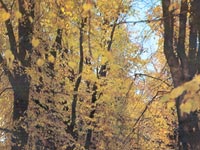Осень золотая